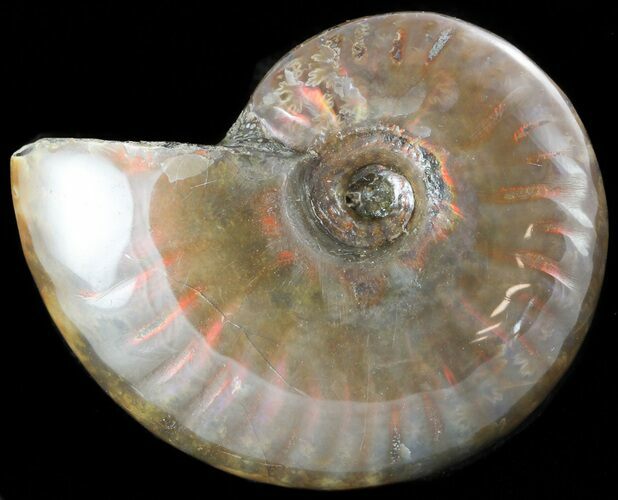 Flashy Red Iridescent Ammonite - Wide #45784